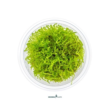 Taxiphyllum Barbieri "Java Moss" - CUP