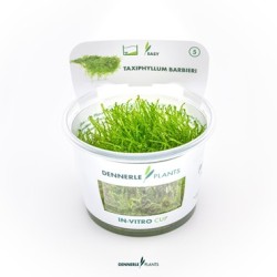 Taxiphyllum Barbieri "Java Moss" - CUP