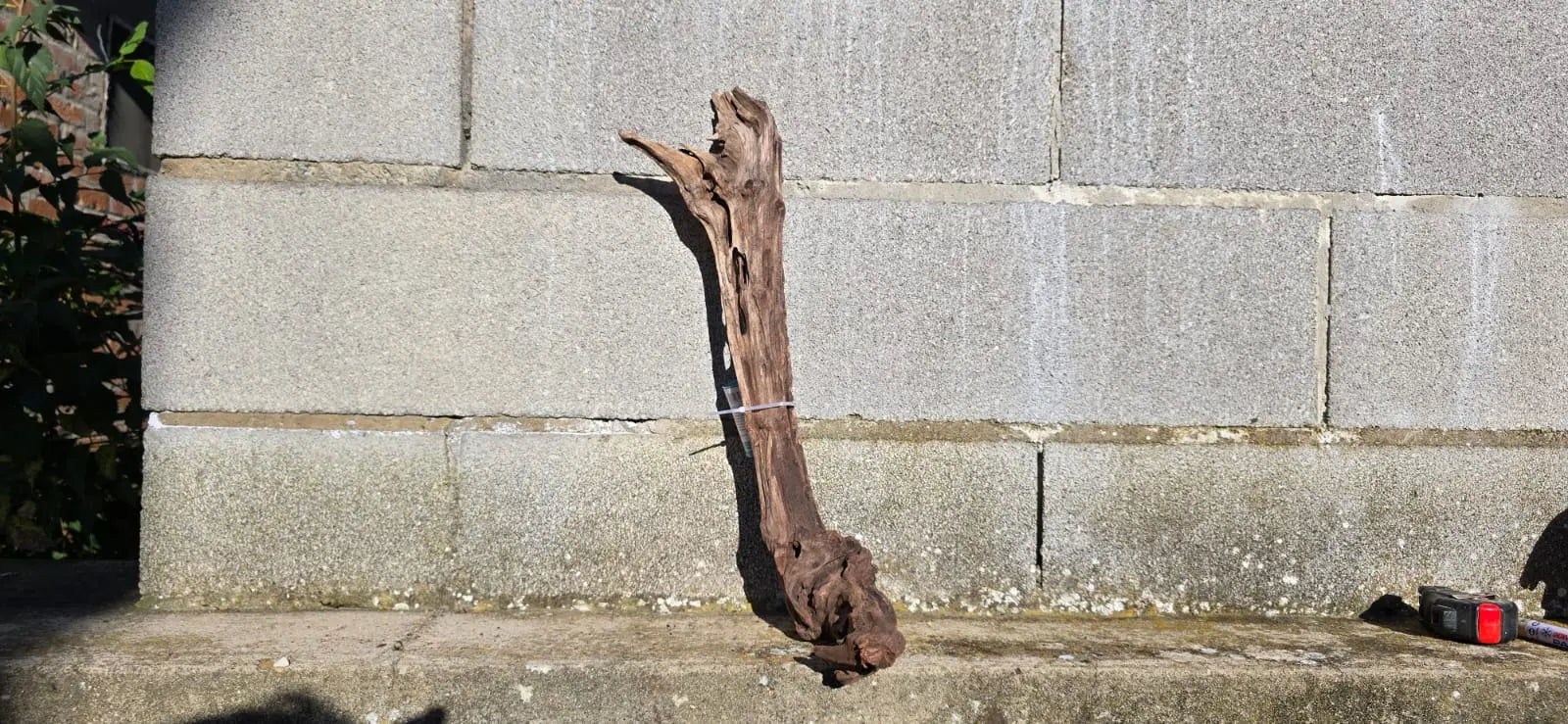 Drift Wood -49*14*15 - cod.001 (copia) AQPET